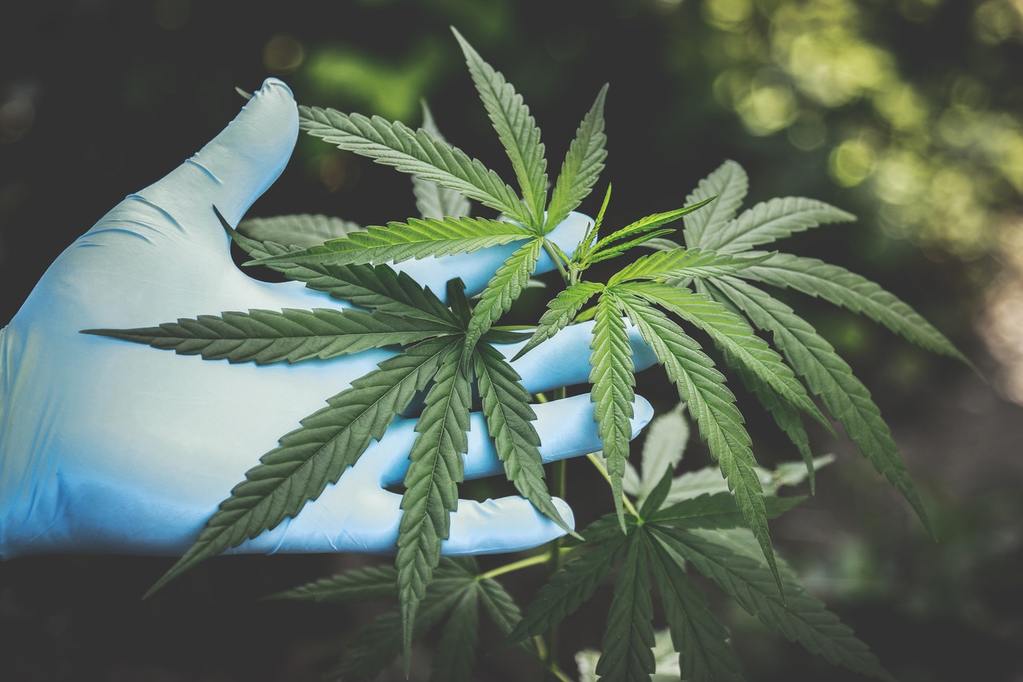 hand with cannabis representing IRS tax section 280E