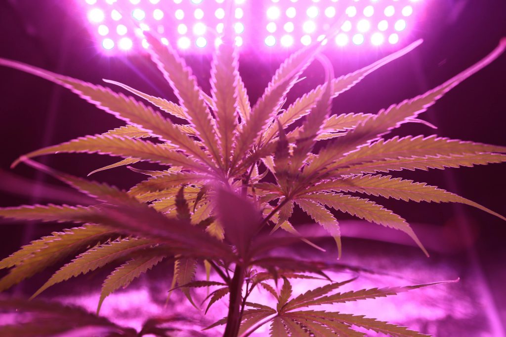 Investing in Weed Is It Time
