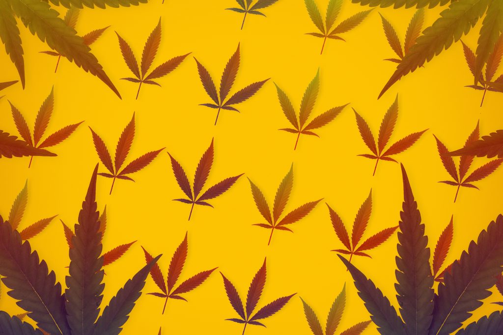 Risk in Cannabis