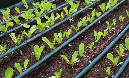 Drip Irrigation